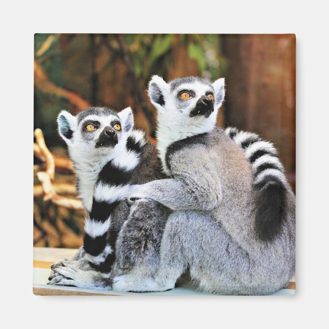 Loveable Lemurs Magnet (Front)