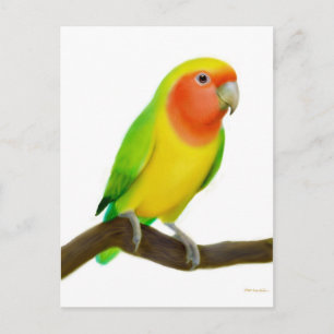 Lovebird Postcard