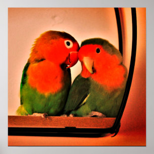 Lovebirds   poster