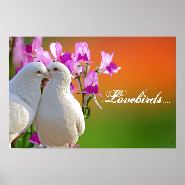Lovebirds, two doves in love, lovely background, poster (Front)