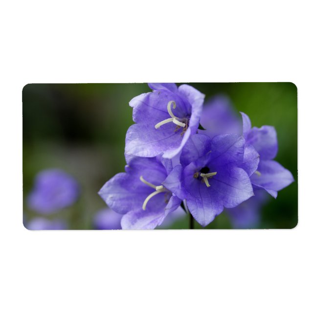 Lovely Bellflower Campanula (Front)
