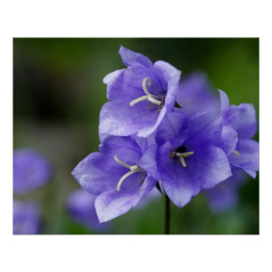 Lovely Bellflower Campanula Poster