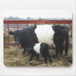 Lovely Beltie Cow and Calf Mouse Mat