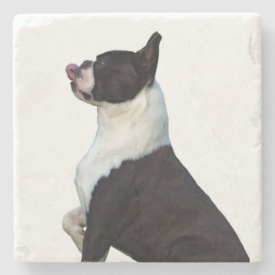 Lovely Black and White Boston Terrier Coaster