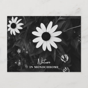 Lovely Black and White Flowers Postcard