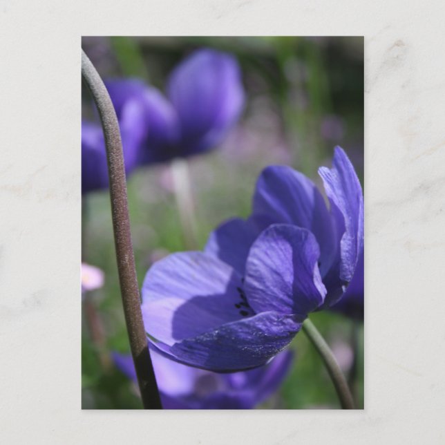 Lovely Blue Anemones Postcard (Front)
