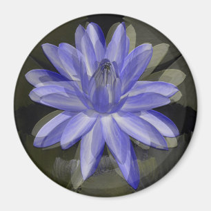 Lovely blue lily..... magnet
