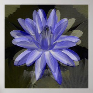 Lovely blue lily..... poster