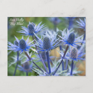 Lovely Blue Sea Holly Floral Postcard