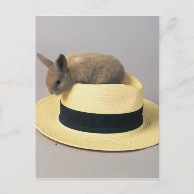 Lovely Bunny in a Hat 71 Postcard (Front)