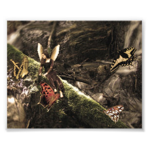 Lovely Butterfly Nature Fairy Photo Print