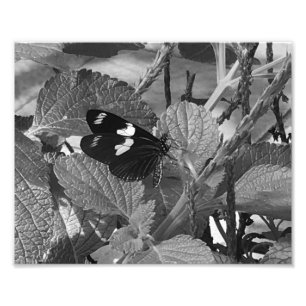 Lovely Butterfly on Leaf in Black and White Photo Print