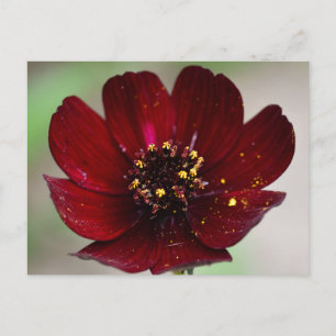 Lovely Coloured Chocolate Cosmos Flower  Postcard