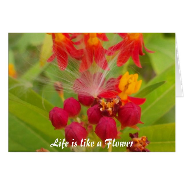 Lovely Colourful Floral with Milkweed Art Print (Front Horizontal)