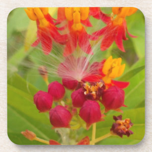 Lovely Colourful Floral with Milkweed Art Print Coaster