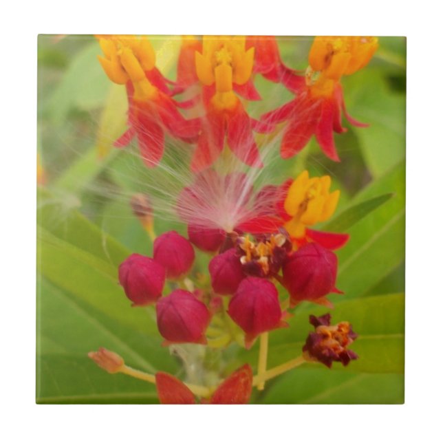 Lovely Colourful Floral with Milkweed Art Print Tile (Front)