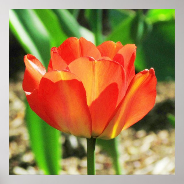 Lovely Coral Tulip Poster (Front)