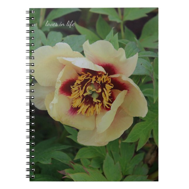 Lovely Cream Yellow Peony Notebook (Front)