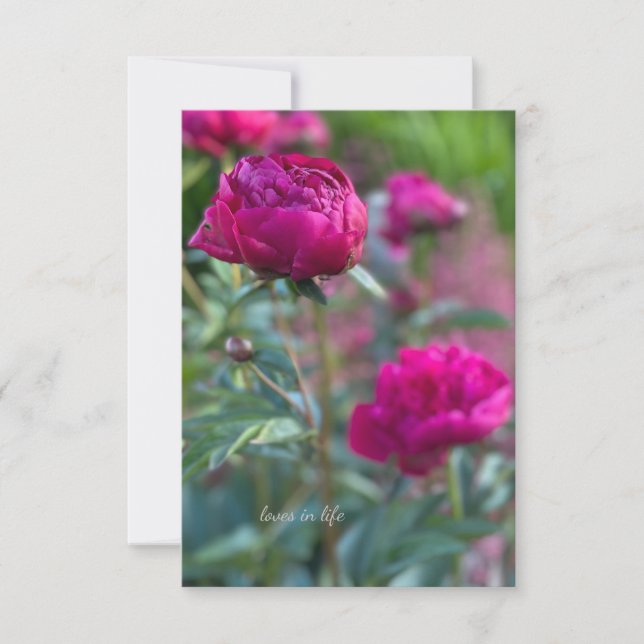 Lovely Deep Pink Garden Peonies Card (Front)