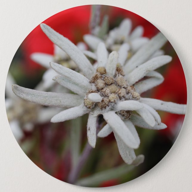 Lovely Edelweiss Leontopodium nivale 6 Cm Round Badge (Front)