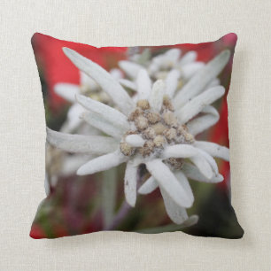 Lovely Edelweiss Leontopodium nivale Cushion