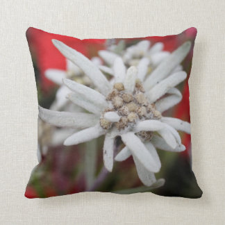 Lovely Edelweiss Leontopodium nivale Cushion