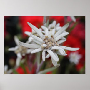 Lovely Edelweiss Leontopodium nivale Poster