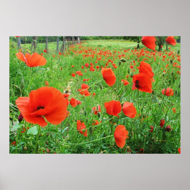 LOVELY FLOWERS POSTER RED POPPIES (Front)