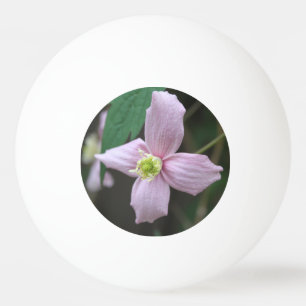 Lovely fresh spring pink garden flower. floral ping pong ball