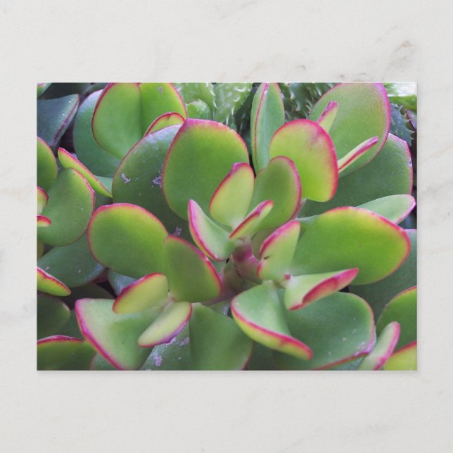 Lovely Gardens of Oxnard by the Beach... Postcard (Front)