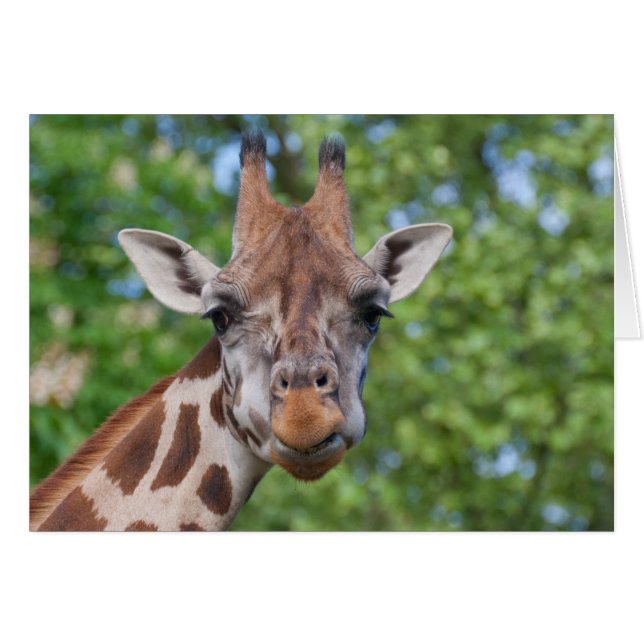 Lovely Giraffe Portrait (Front Horizontal)