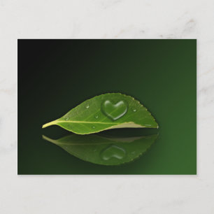 Lovely Heart-Shaped Water Droplet on Leaf Postcard