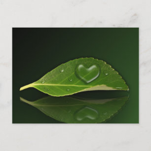 Lovely Heart-Shaped Water Droplet on Leaf Postcard