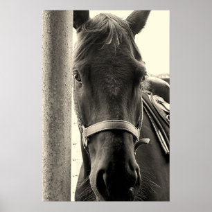 Lovely Horse in Sepia Wall Poster