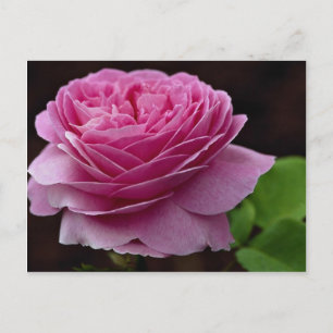 Lovely Hybrid Tea Rose 'Heirloom' Postcard