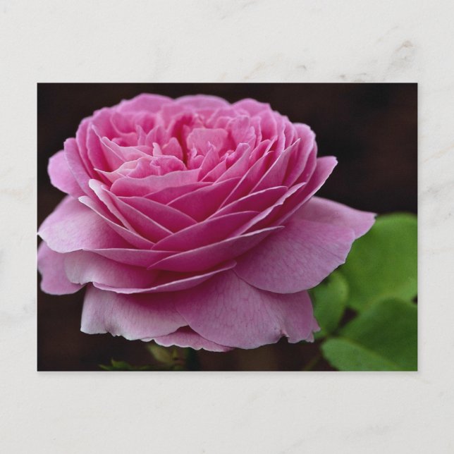 Lovely Hybrid Tea Rose 'Heirloom' Postcard (Front)