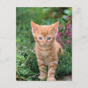 Lovely Kitten 7 Postcard