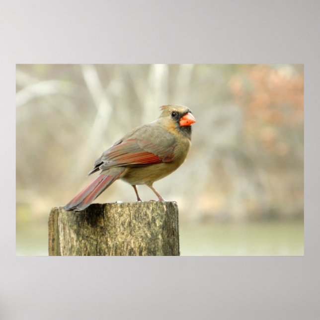 Lovely Lady Cardinal Rectangular Poster (Front)