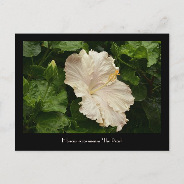 Lovely Large Pale Hibiscus Postcard (Front)
