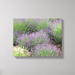 Lovely Lavender Canvas Print