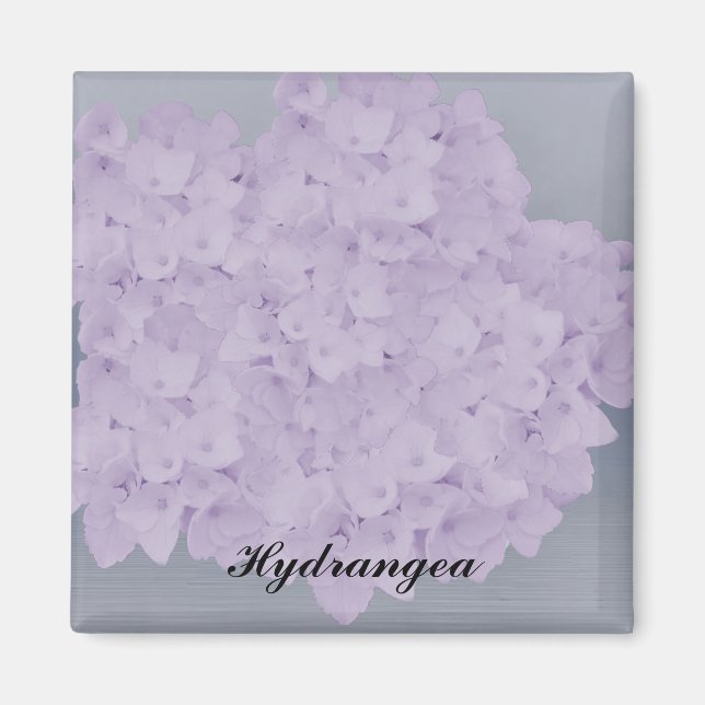 Lovely Lavender Hydrangea Magnet (Front)