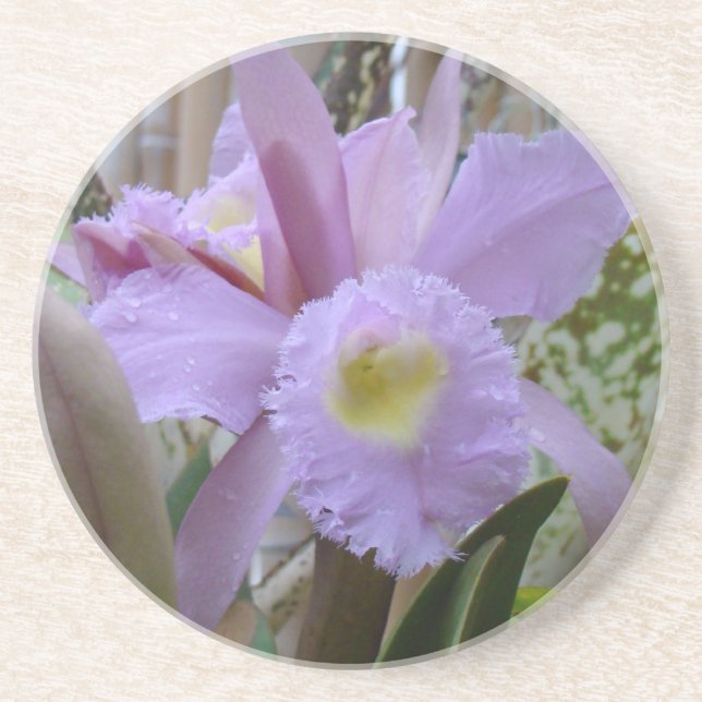 Lovely Lavender Orchid Coaster (Front)