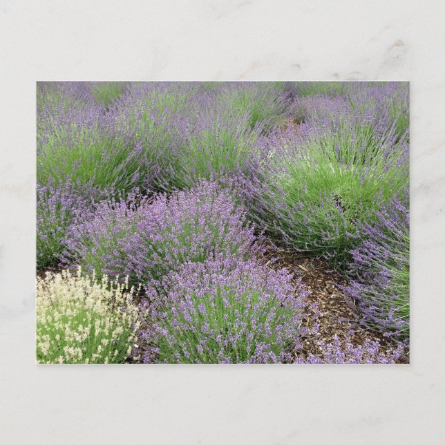 Lovely Lavender Postcard (Front)