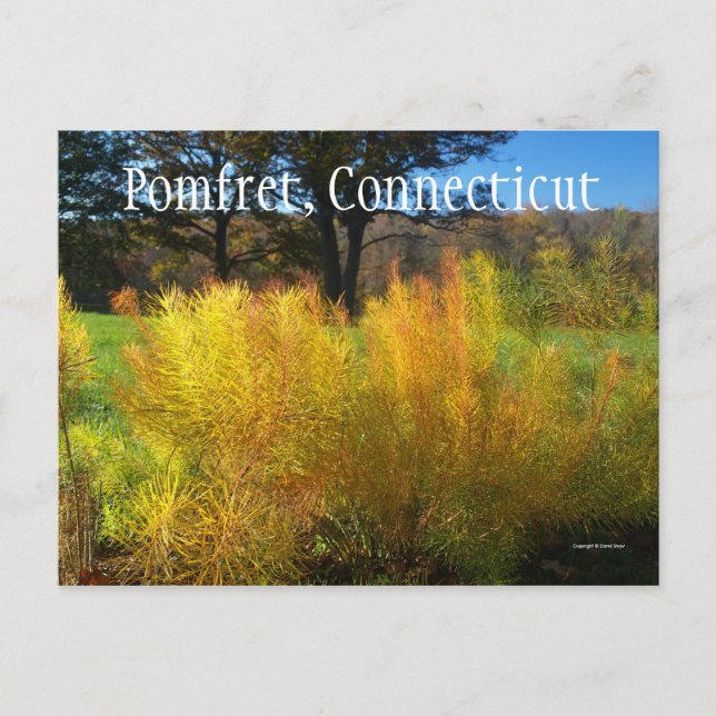 Lovely Leaves Postcard (Front)