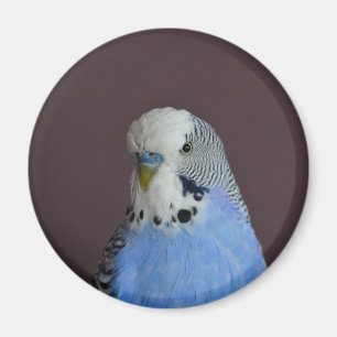 Lovely Macro Budgie Bird Magnet