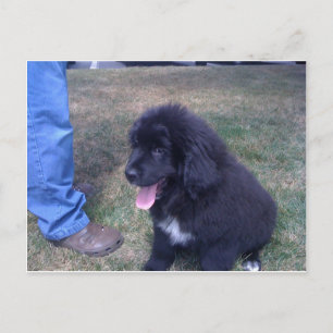 Lovely Newfie puppy (Newfoundland dog breed) Postcard