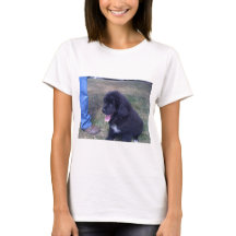 Lovely Newfie puppy (Newfoundland dog breed)