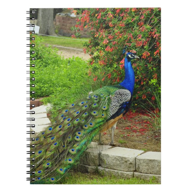 Lovely Peacock and Flowers Notebook (Front)