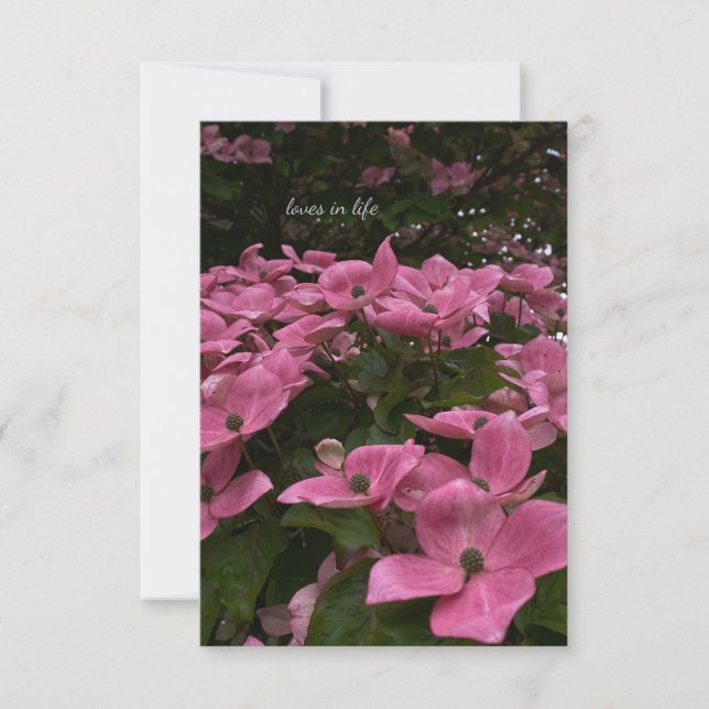 Lovely Pink Dogwood Flowers  Card (Front)