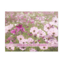 Lovely Pink Fuchsia Cosmos Flower Field Sunlight